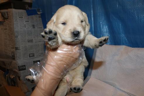 成約済の静岡県のゴールデンレトリーバー-95361