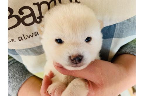 成約済の茨城県の柴犬-95370の1枚目
