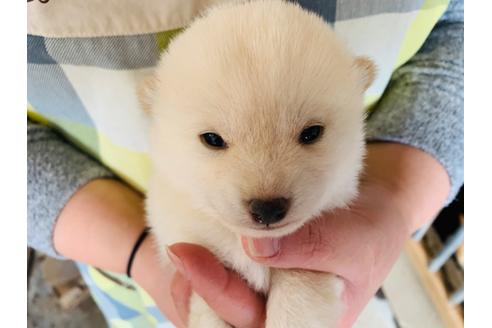 成約済の茨城県の柴犬-95371の1枚目