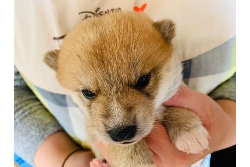 成約済の茨城県の柴犬-95375の1枚目