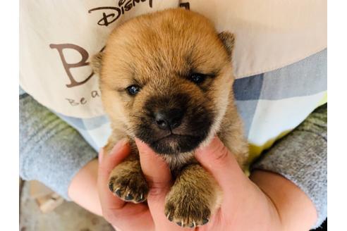 成約済の茨城県の柴犬-95377の1枚目