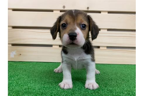 成約済の愛知県のビーグル-95387の1枚目