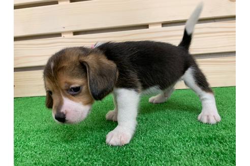 成約済の愛知県のビーグル-95387の4枚目