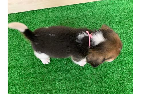 成約済の愛知県のビーグル-95387の2枚目