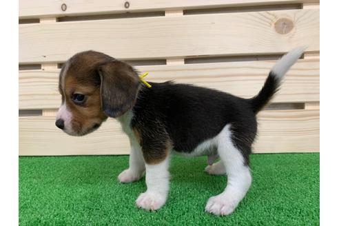成約済の愛知県のビーグル-95389の3枚目