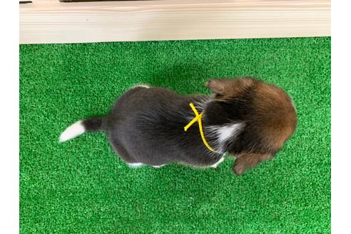 成約済の愛知県のビーグル-95389の2枚目