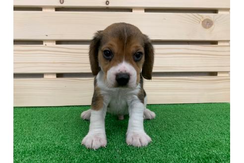 成約済の愛知県のビーグル-95390の1枚目