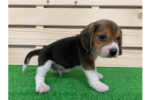 成約済の愛知県のビーグル-95390の3枚目