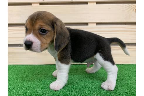 成約済の愛知県のビーグル-95390の4枚目