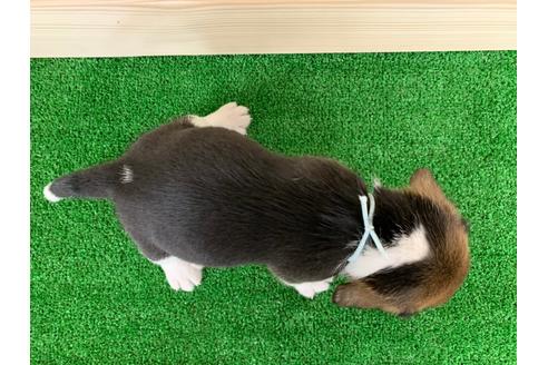 成約済の愛知県のビーグル-95390の2枚目