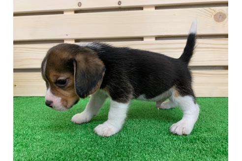 成約済の愛知県のビーグル-95391の4枚目
