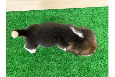 成約済の愛知県のビーグル-95391の2枚目