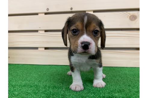 成約済の愛知県のビーグル-95391の1枚目