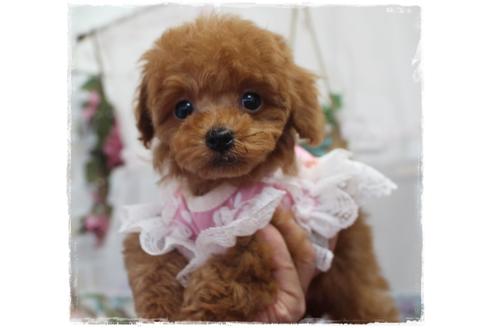 成約済の岡山県のタイニープードル-92769の6枚目