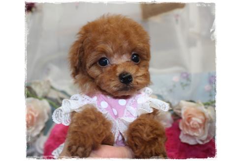 成約済の岡山県のタイニープードル-92769の4枚目