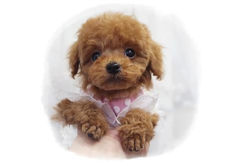 成約済の岡山県のタイニープードル-92769の3枚目