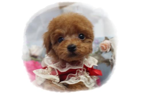 成約済の岡山県のタイニープードル-92769の2枚目