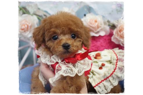 成約済の岡山県のタイニープードル-92769の1枚目