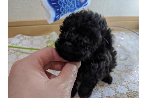 成約済の広島県のティーカッププードル-93013の17枚目