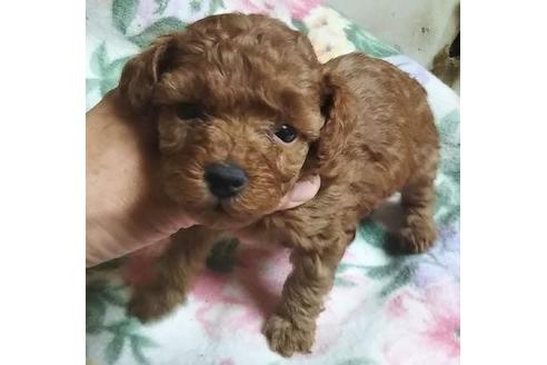 成約済の岐阜県のトイプードル-95423の1枚目