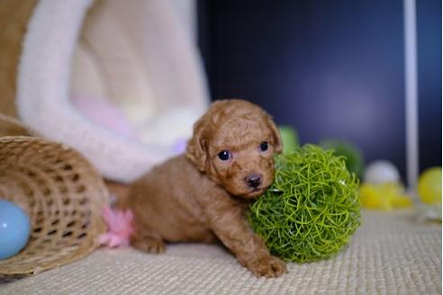 成約済の滋賀県のトイプードル-95430の1枚目