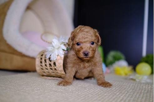 成約済の滋賀県のトイプードル-95430の3枚目