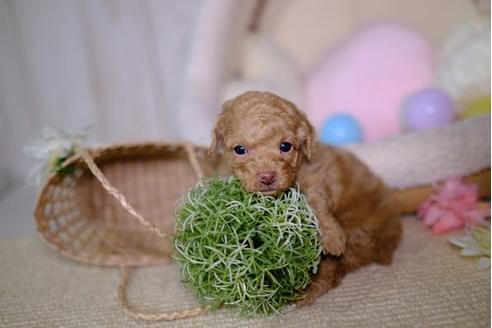成約済の滋賀県のトイプードル-95431