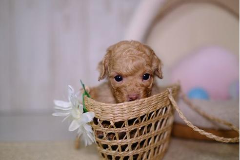 成約済の滋賀県のトイプードル-95431の3枚目