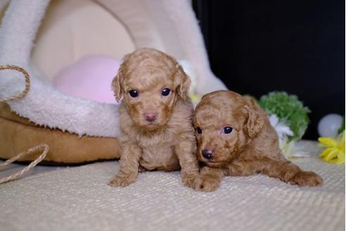 成約済の滋賀県のトイプードル-95431の2枚目