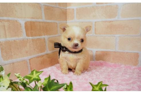 子犬