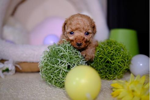 成約済の滋賀県のトイプードル-95434の1枚目