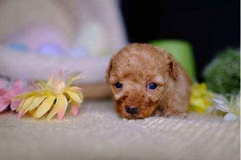 成約済の滋賀県のトイプードル-95434の2枚目
