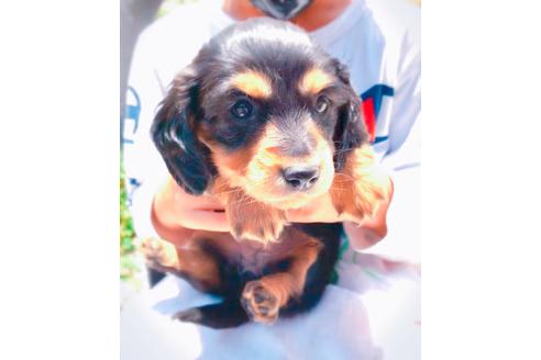 成約済の沖縄県のミニチュアダックスフンド(ロングヘアード)-95457の1枚目