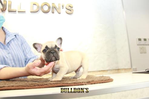 成約済の東京都のフレンチブルドッグ-95453の7枚目