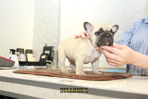 成約済の東京都のフレンチブルドッグ-95453の5枚目