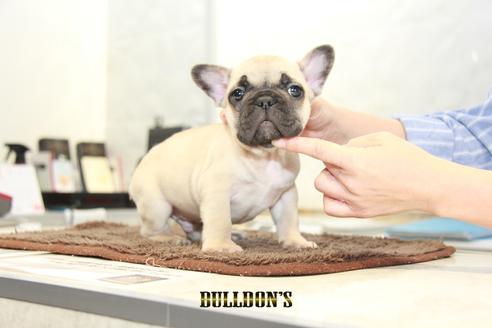 成約済の東京都のフレンチブルドッグ-95453の4枚目