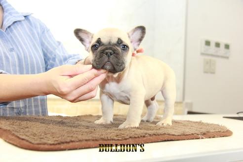 成約済の東京都のフレンチブルドッグ-95453の3枚目