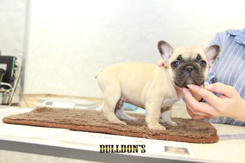 成約済の東京都のフレンチブルドッグ-95453の2枚目