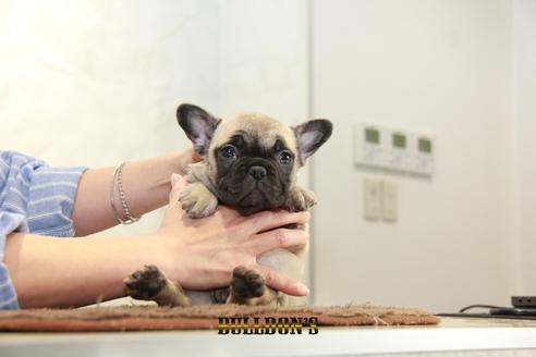 成約済の東京都のフレンチブルドッグ-95455の1枚目