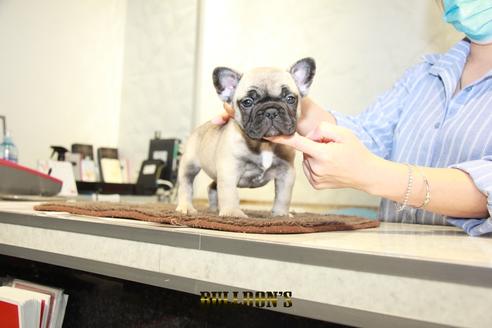 成約済の東京都のフレンチブルドッグ-95455の7枚目