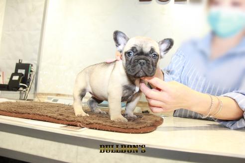 成約済の東京都のフレンチブルドッグ-95455の6枚目