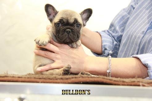 成約済の東京都のフレンチブルドッグ-95455の5枚目