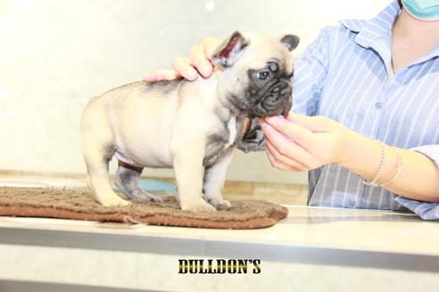 成約済の東京都のフレンチブルドッグ-95455の4枚目