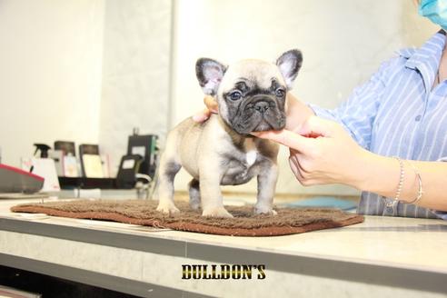 成約済の東京都のフレンチブルドッグ-95455の2枚目