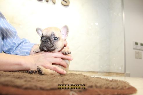 成約済の東京都のフレンチブルドッグ-95458の1枚目