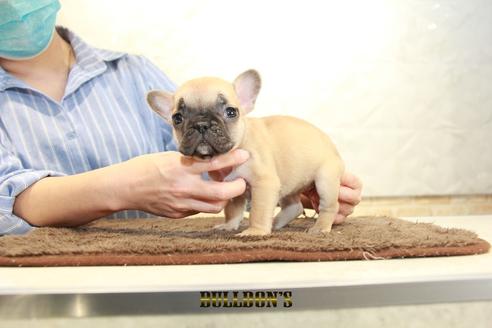 成約済の東京都のフレンチブルドッグ-95458の7枚目