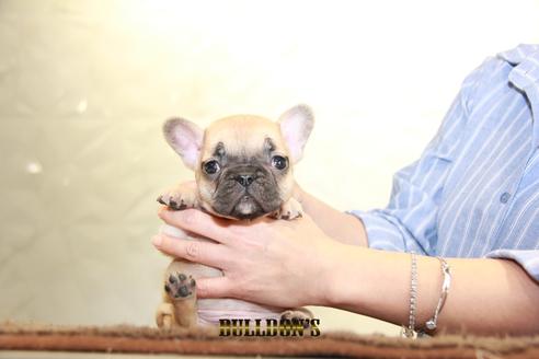 成約済の東京都のフレンチブルドッグ-95458の6枚目