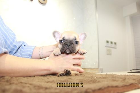 成約済の東京都のフレンチブルドッグ-95458の5枚目