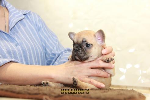 成約済の東京都のフレンチブルドッグ-95458の2枚目