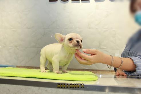 成約済の東京都のフレンチブルドッグ-95459の1枚目